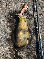 激シブの中なんとか1杯