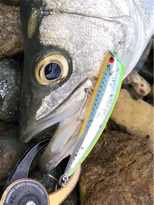 磯ヒラスズキ！