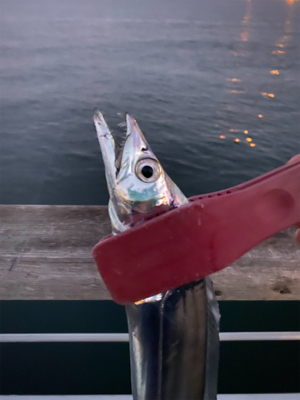 まさにユウレイ?