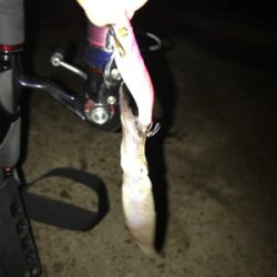 ポツリ…ポツリのヒイカ釣りσ(^_^;)