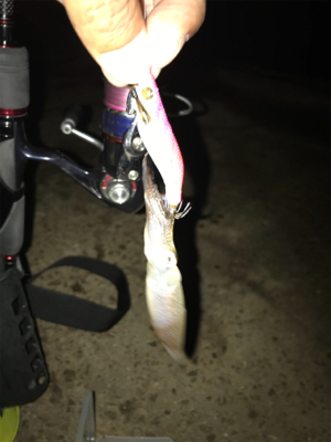 ポツリ…ポツリのヒイカ釣りσ(^_^;)