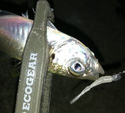 ナイトアジング