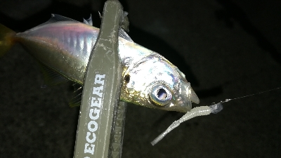 ナイトアジング