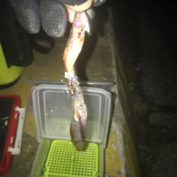 ボチボチのヒイカ釣りσ(^_^;)