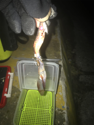 ボチボチのヒイカ釣りσ(^_^;)