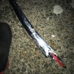 昨日ボウズからの