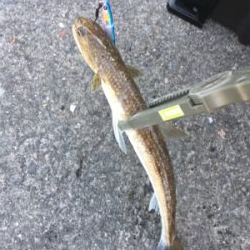 強風メタルジギング