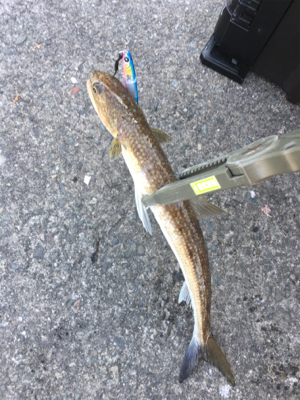 強風メタルジギング