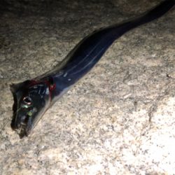 なんとか1本…σ^_^;