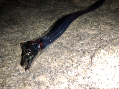 なんとか1本…σ^_^;