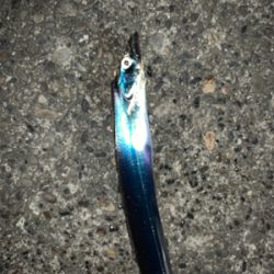 冬到来 ドラゴンタチウオ