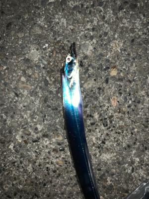 冬到来 ドラゴンタチウオ