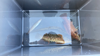 ジギングはまだまだ修行中