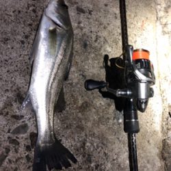 メバル自己記録更新！