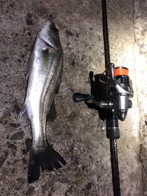 メバル自己記録更新！