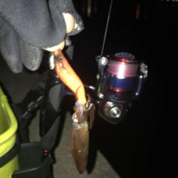 別府港でヒイカ調査!