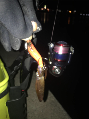 別府港でヒイカ調査！