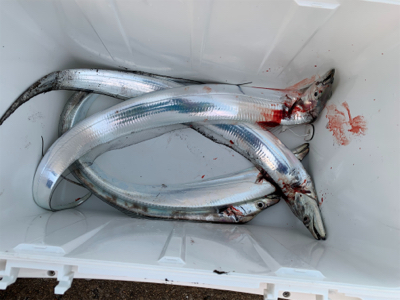 朝まづめ1時間の釣果