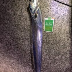 ドラゴンきた！！サバは共食い！！