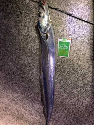 ドラゴンきた！！サバは共食い！！