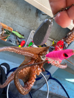 タコ　　二見沖　　西海丸