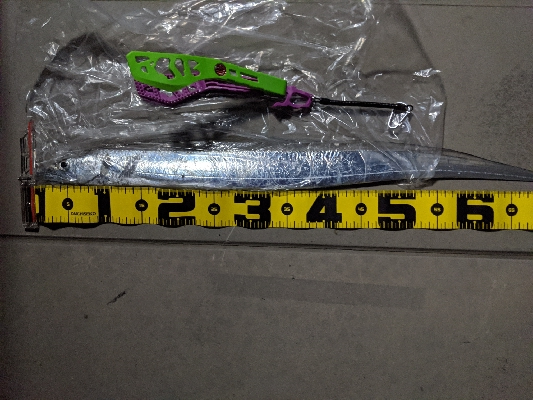 今日のタチウオ