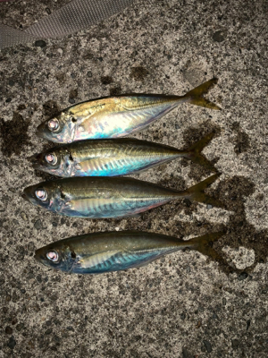 松部港 アジ 投げサビキ釣り