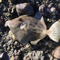 磯に生えてる貝で！