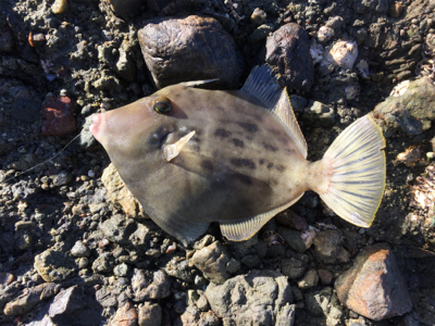 磯に生えてる貝で！