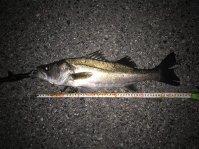 まだまだですね