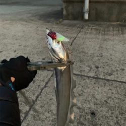 朝まづめのタチウオ釣り