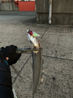 朝まづめのタチウオ釣り