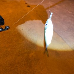 初淡路アジング