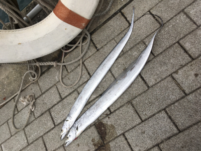 続・サーベリング