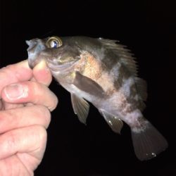 渋い中なんとかメバル