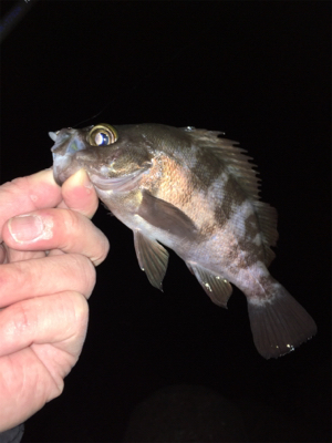 渋い中なんとかメバル