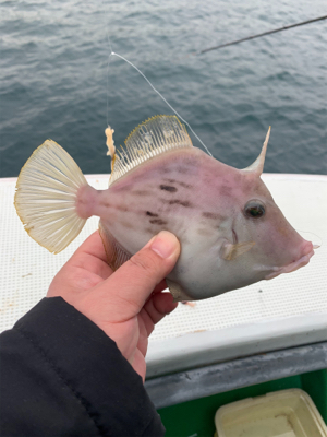 カワハギ乗り合い船