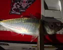 アジング練習 65