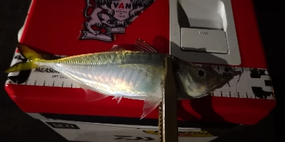 アジング練習 65