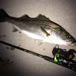 シーバスゲーム