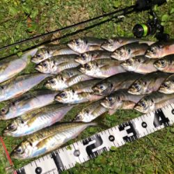 晩秋湾奥アジング