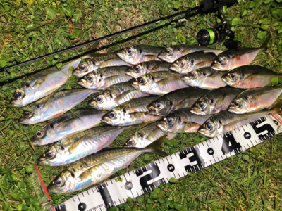 晩秋湾奥アジング