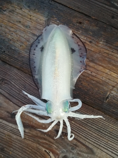 筏でアオリイカ