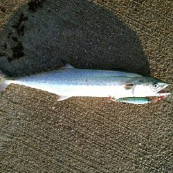 寒々ショアジギング