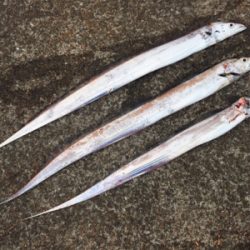 朝マズメの短時間釣行