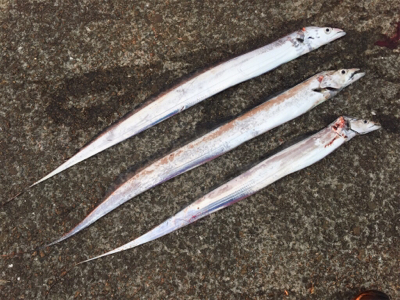 朝マズメの短時間釣行