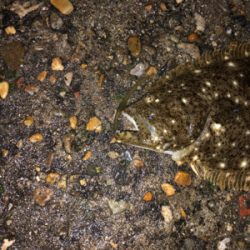 高砂 ナイトゲームに突入！