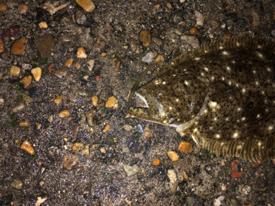 高砂 ナイトゲームに突入！