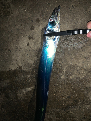 アジングのはずが...。