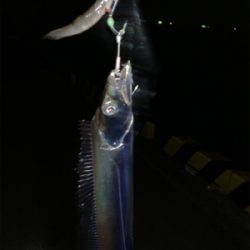 潮の動いている間のタチウオ